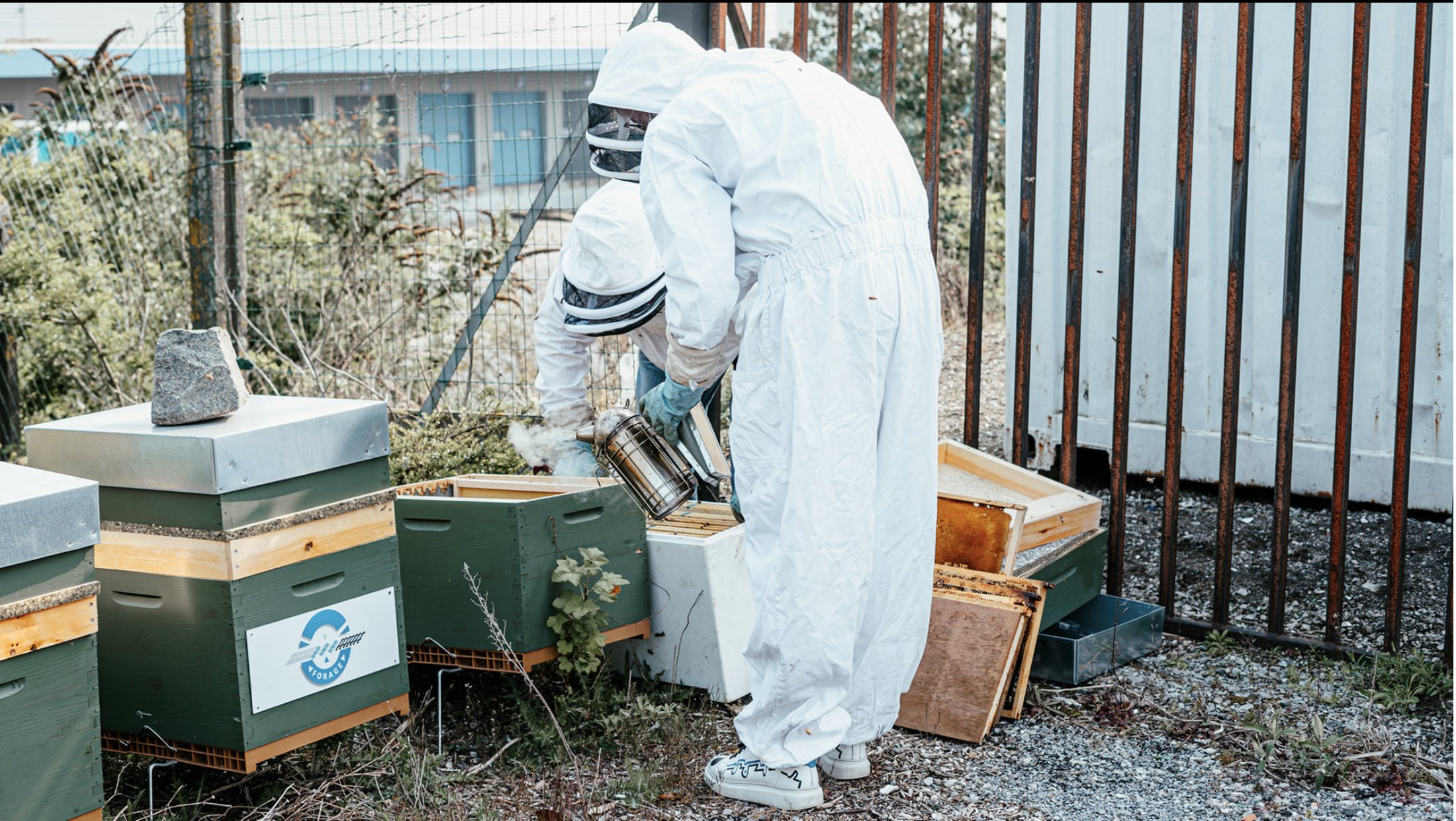 Apiculteurs en combinaison blanche entretenant les ruches STPA Forage